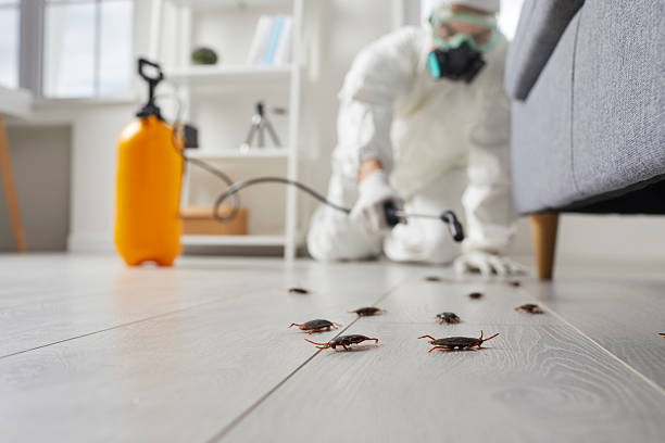 Affordable Termite Control solutions in Quincy, CA